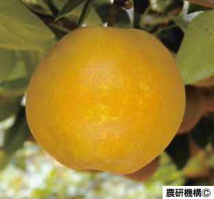 Ñ